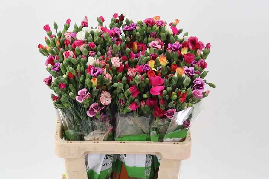 Срезанные цветы оптом Dianthus st rainbow от 100шт из Голландии с доставкой по России