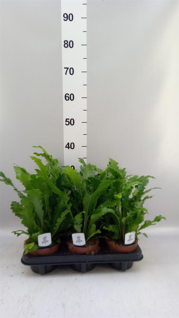 Горшечные цветы и растения оптом Asplenium Nidus campio от 6шт из Голландии с доставкой по России