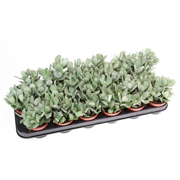 Горшечные цветы и растения оптом Crassula Aborescens от 18шт (для телеги) из Голландии с доставкой по России