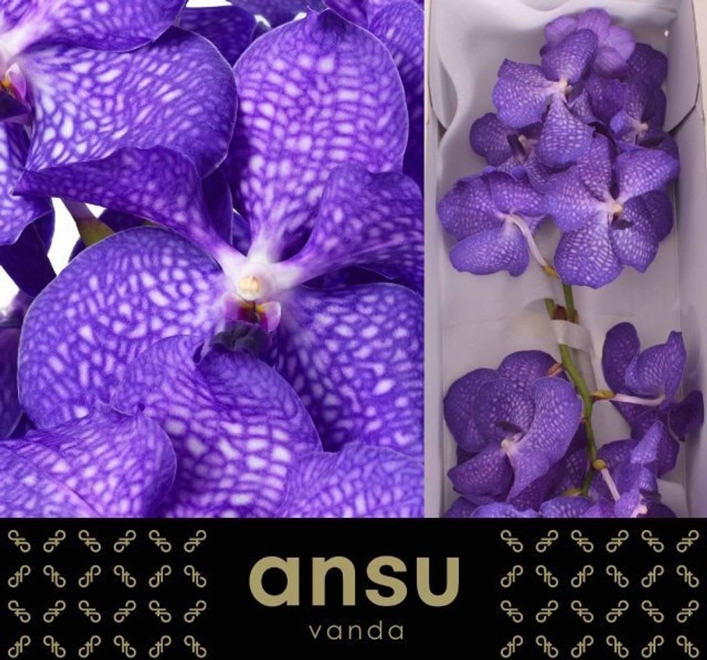 Срезанные цветы оптом Vanda blue magic от 16шт. из Голландии с доставкой по России