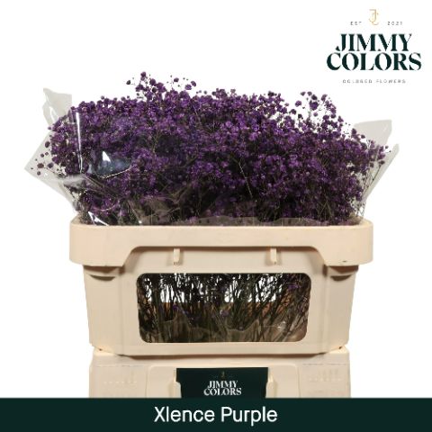 Срезанные цветы оптом Gyps large paint purple от 75шт из Голландии с доставкой по России