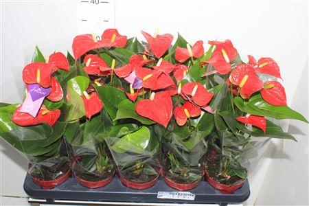 Горшечные цветы и растения оптом Anthu An Bambino Red от 10шт из Голландии с доставкой по России