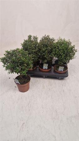 Горшечные цветы и растения оптом Myrtus Com от 6шт из Голландии с доставкой по России