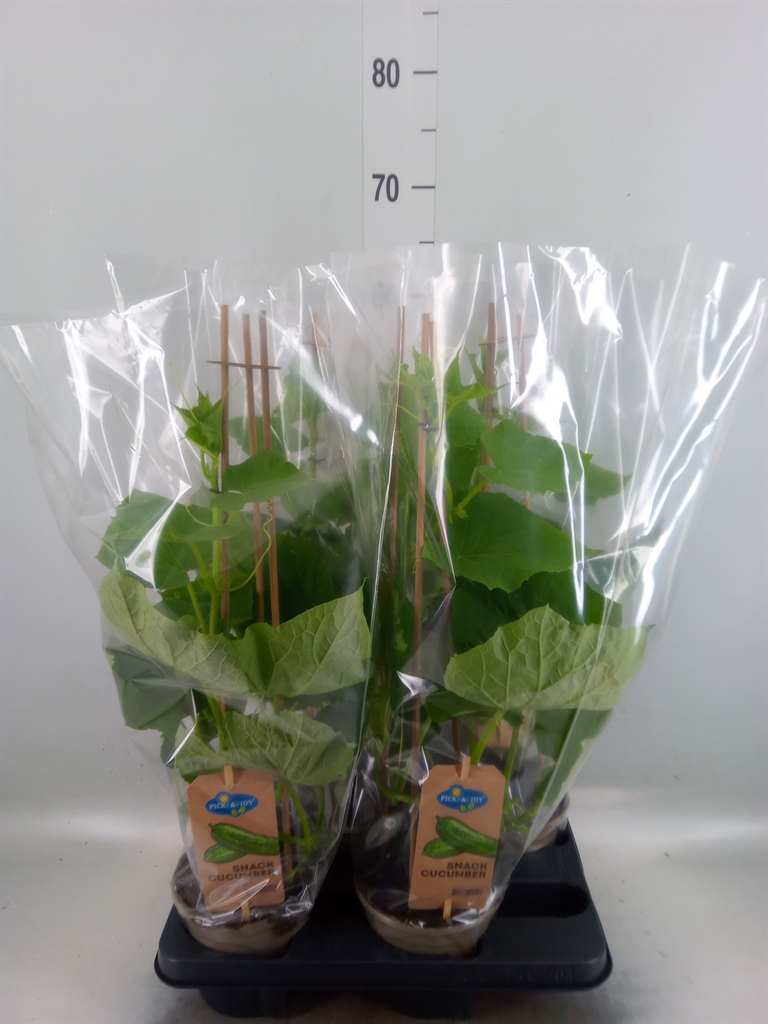 Горшечные цветы и растения оптом Cucumis Sativus   ... от 4шт из Голландии с доставкой по России