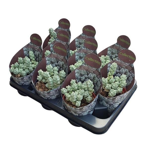 Горшечные цветы и растения оптом Crassula Arta Potcover от 9шт из Голландии с доставкой по России