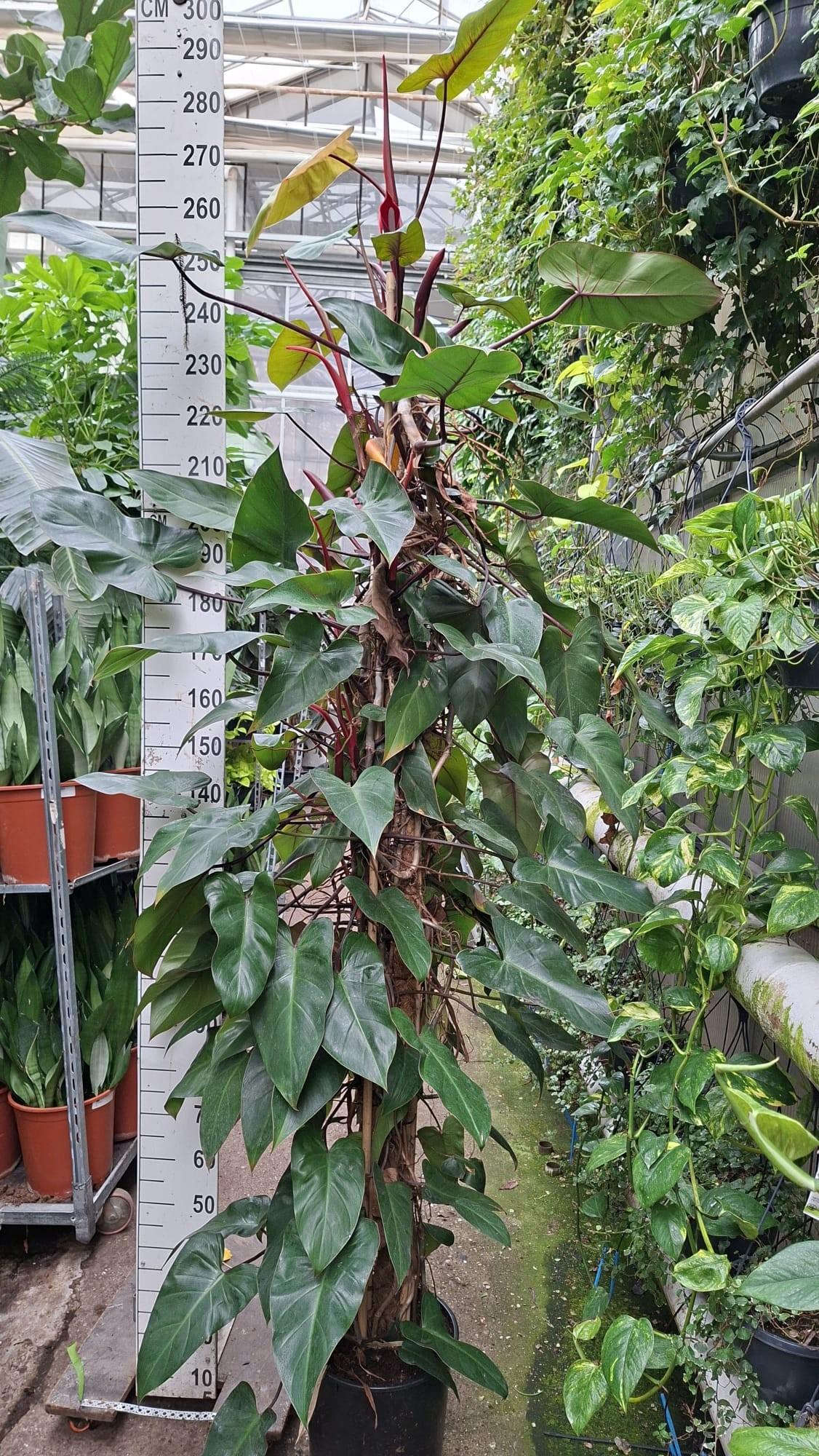 Горшечные цветы и растения оптом Philodendron Red Emerald от 1шт из Голландии с доставкой по России