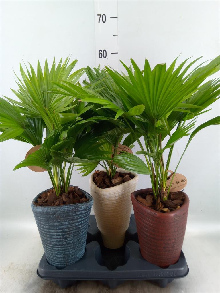Горшечные цветы и растения оптом Livistona Rotundifolia от 3шт' из Голландии с доставкой по России
