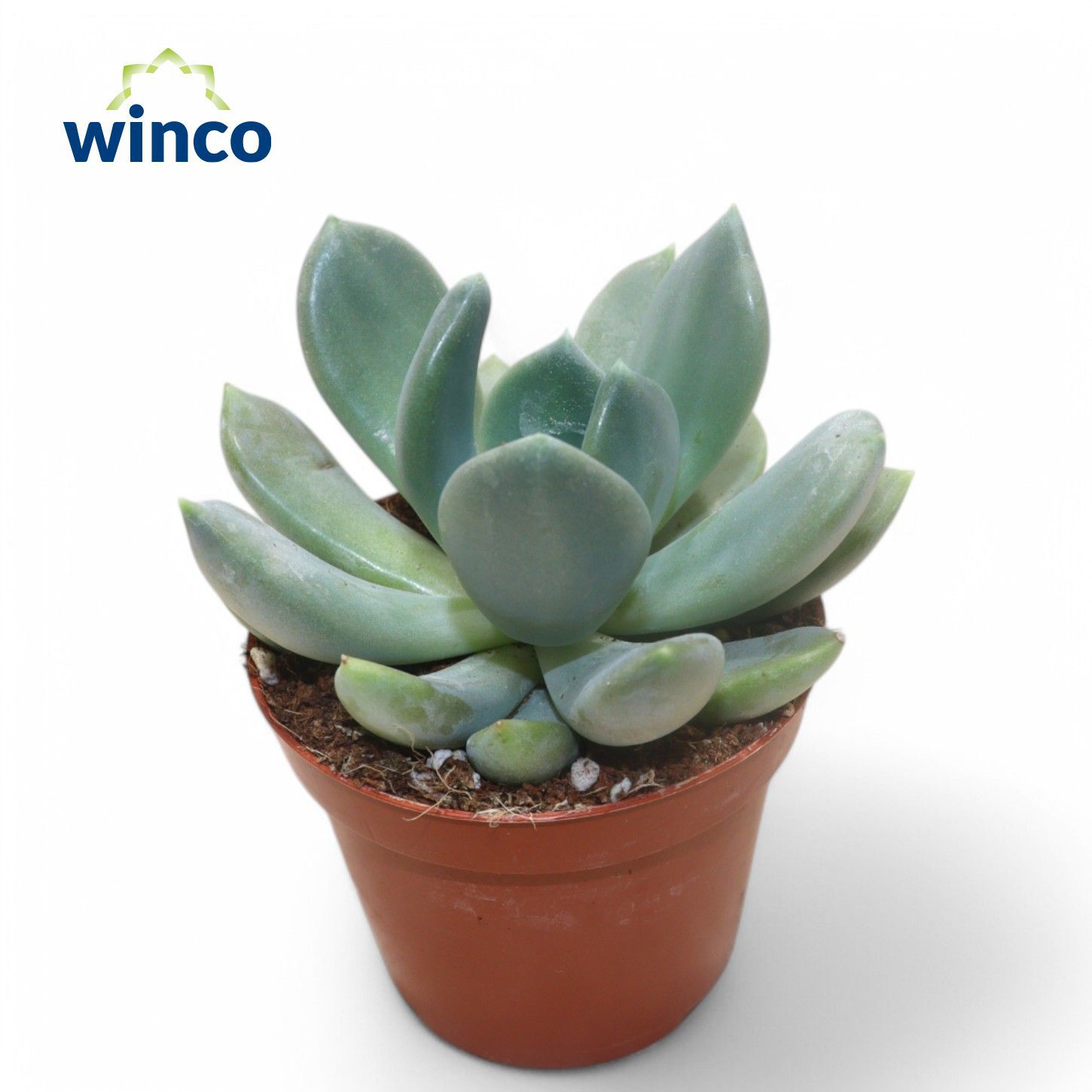 Горшечные цветы и растения оптом Pachyveria Grey Crown от 18шт (для телеги) из Голландии с доставкой по России