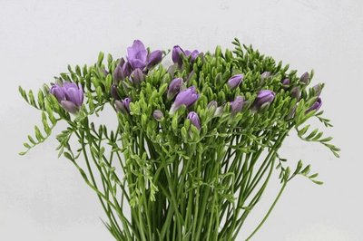 Срезанные цветы оптом Freesia si blue moon от 100шт из Голландии с доставкой по России