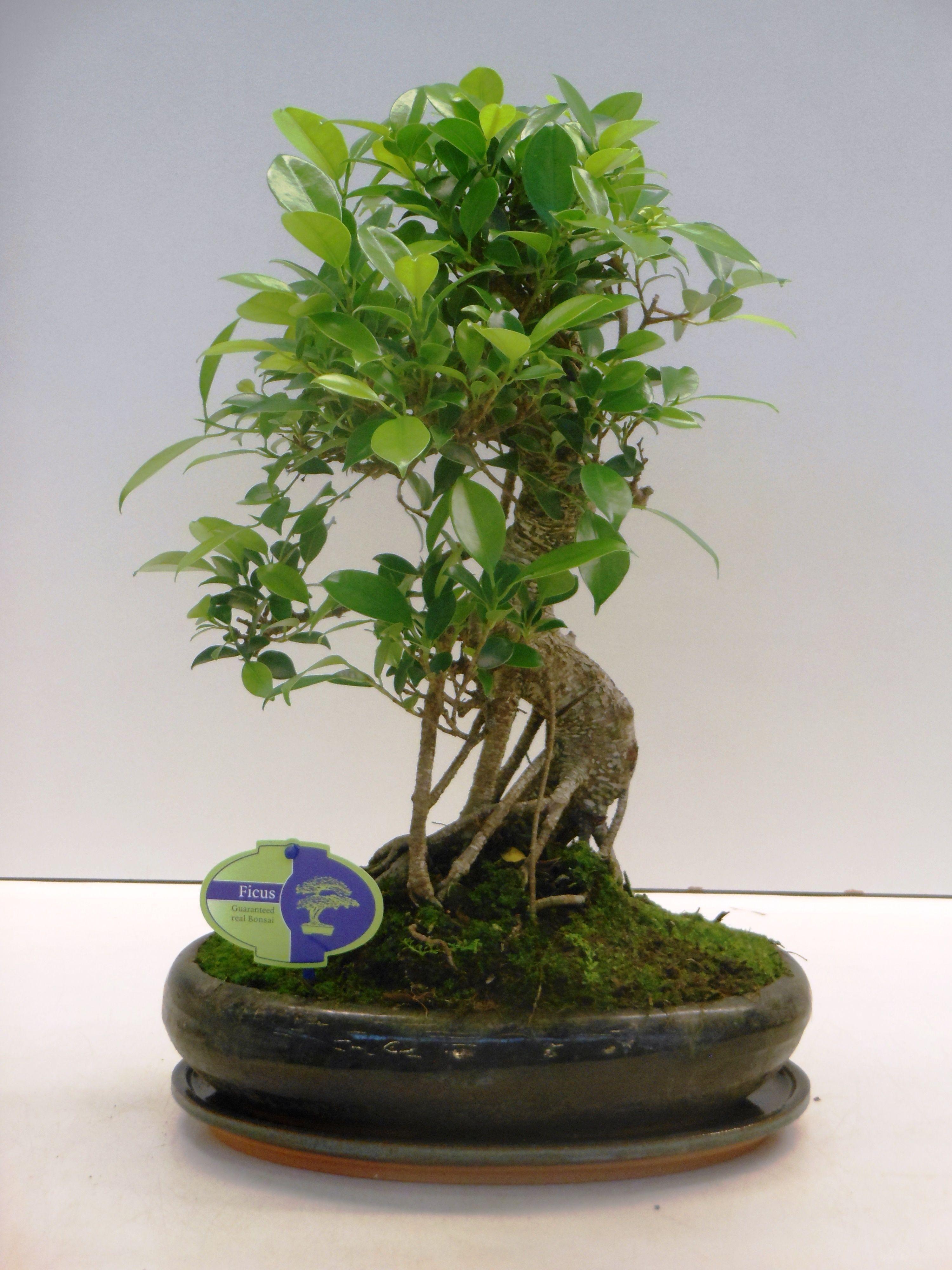 Горшечные цветы и растения оптом Bonsai Ficus Retusa Shape With Drip Tray от 2шт из Голландии с доставкой по России