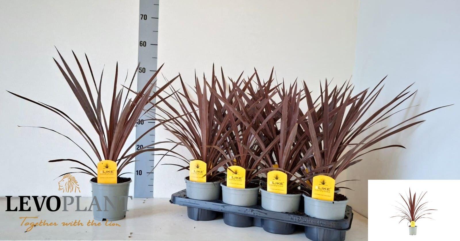 Горшечные цветы и растения оптом Cord Aus Red Star от 8шт из Голландии с доставкой по России