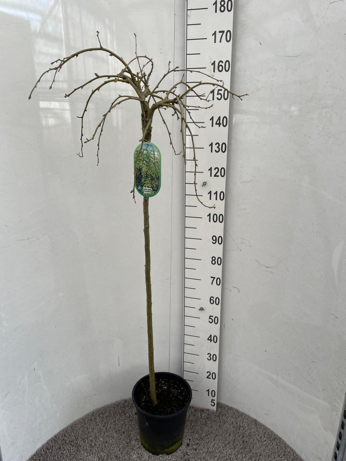 Горшечные цветы и растения оптом Cara Ar Pendula от 1шт из Голландии с доставкой по России