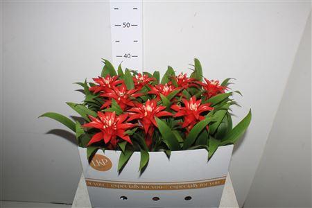 Горшечные цветы и растения оптом Guzm Confetti от 9шт из Голландии с доставкой по России