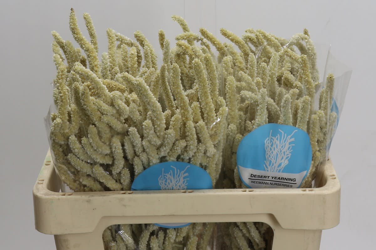 Срезанные цветы оптом Amaranthus yearming desert от 100шт из Голландии с доставкой по России