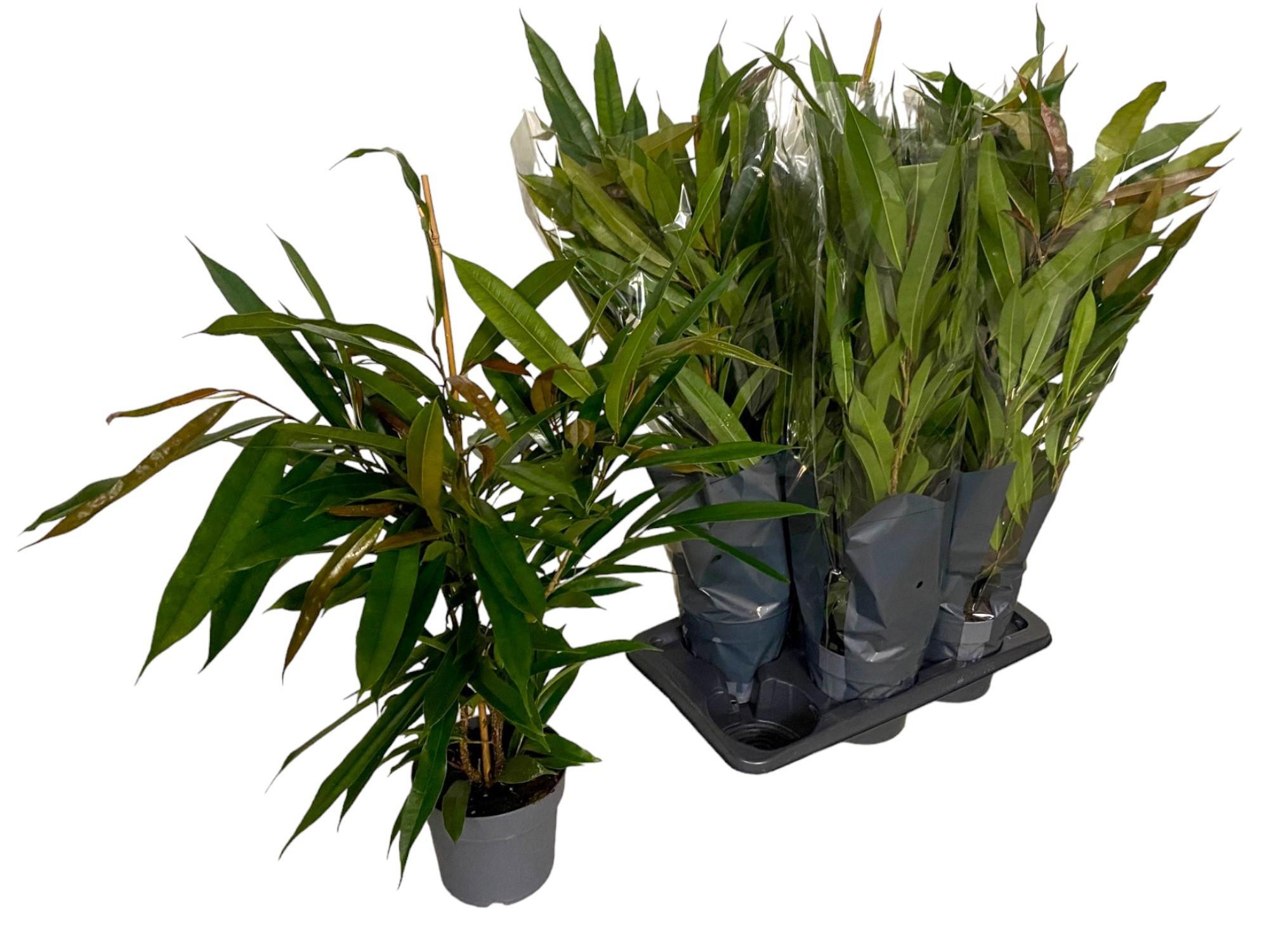 Горшечные цветы и растения оптом Fic Bin Amstel King от 6шт из Голландии с доставкой по России