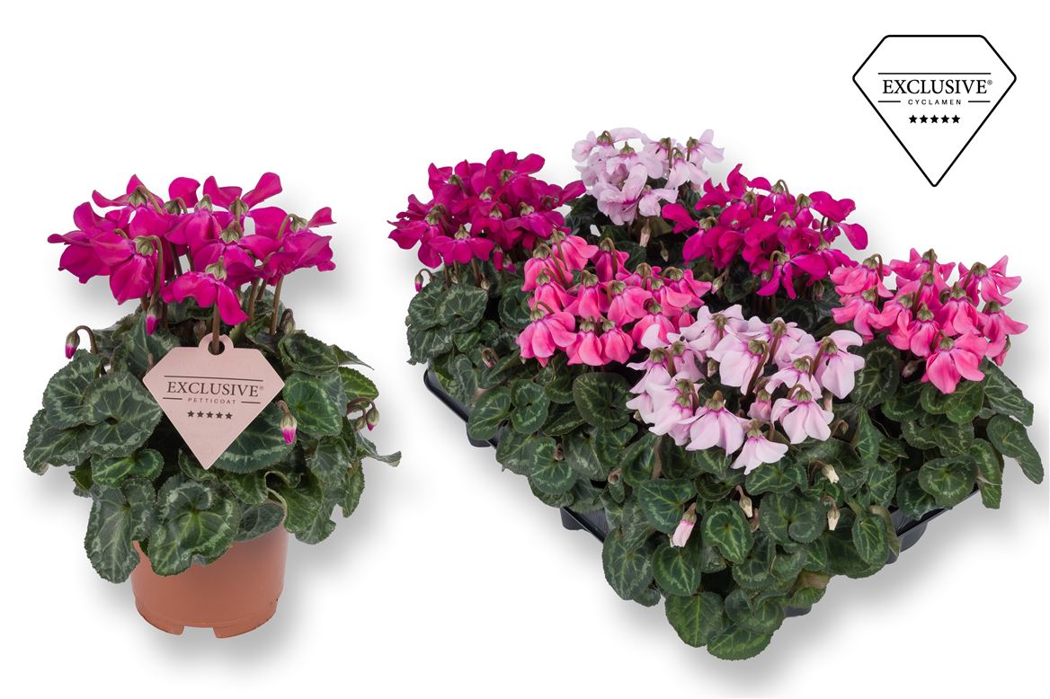 Горшечные цветы и растения оптом Cyclamen Petticoat Mix от 8шт (для телеги) из Голландии с доставкой по России