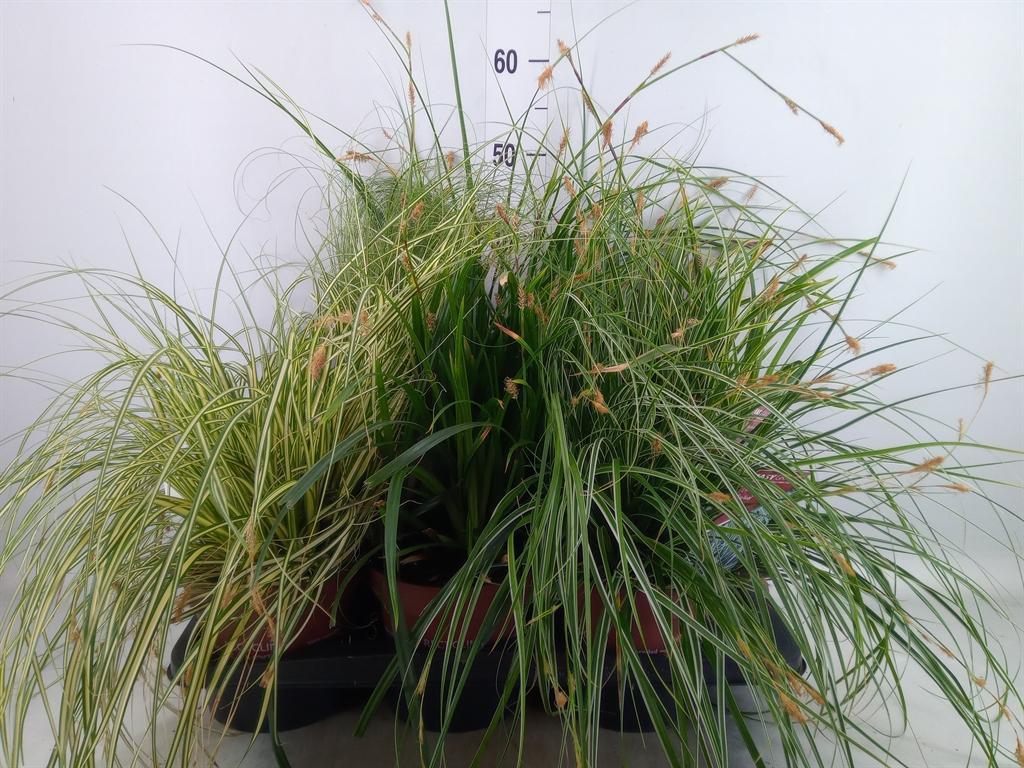 Горшечные цветы и растения оптом Carex   ...mix от 6шт из Голландии с доставкой по России