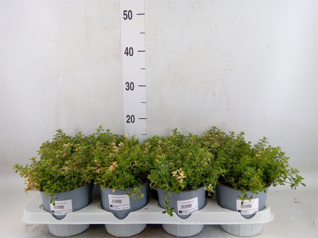 Горшечные цветы и растения оптом Thymus Citriodorus от 8шт из Голландии с доставкой по России