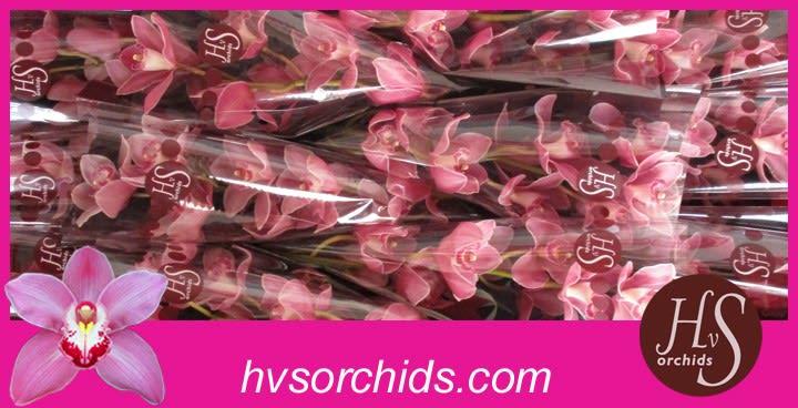 Срезанные цветы оптом Cymbidium pink may monique princess от 12шт из Голландии с доставкой по России