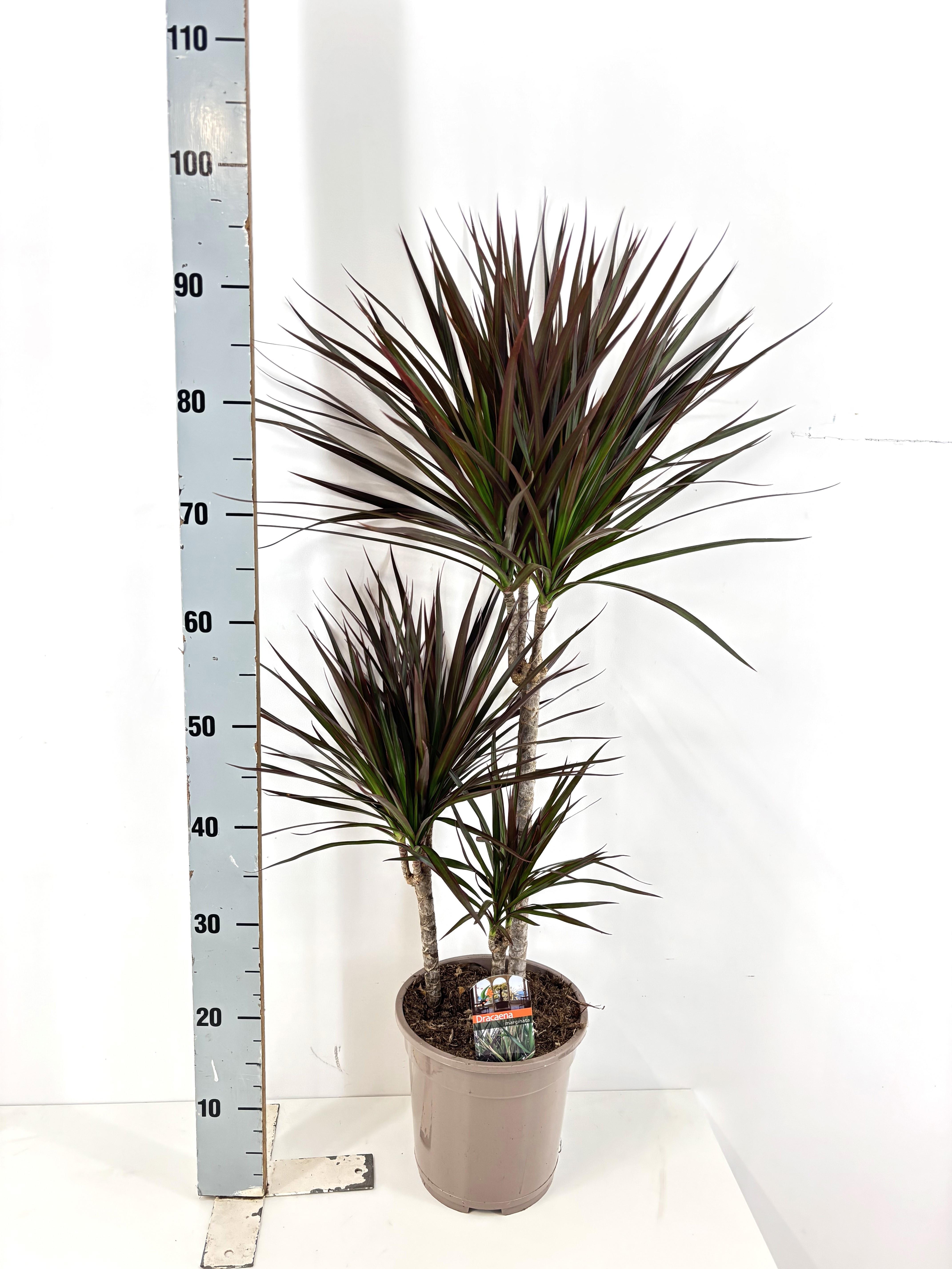 Горшечные цветы и растения оптом Dra Marg Magenta от 1шт из Голландии с доставкой по России