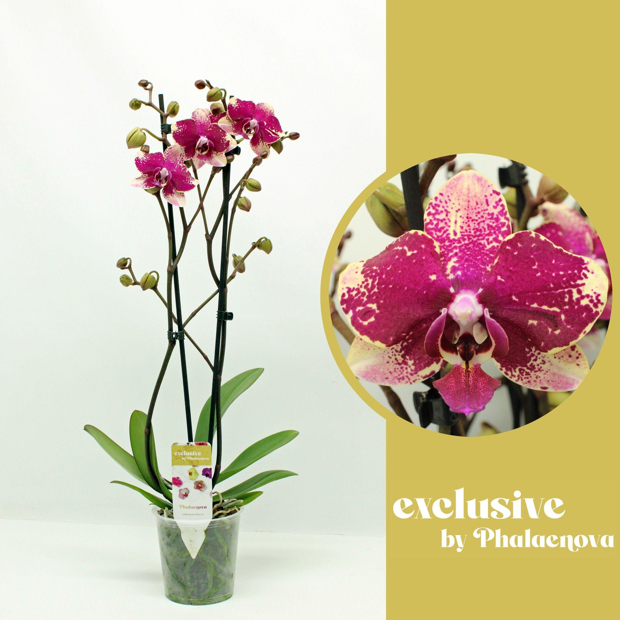 Горшечные цветы и растения оптом Phal 2st Rombley 16+ (phalaenova) от 10шт из Голландии с доставкой по России