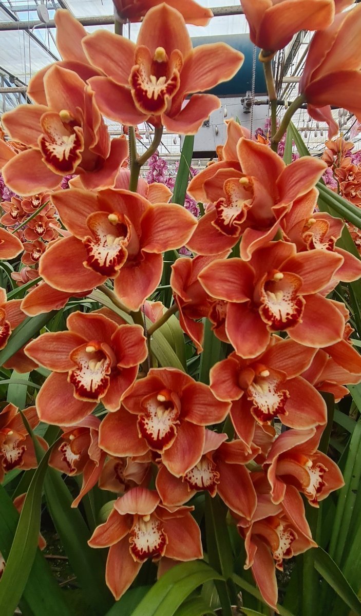 Срезанные цветы оптом Cymbidium bronze mrs britney от 6шт из Голландии с доставкой по России