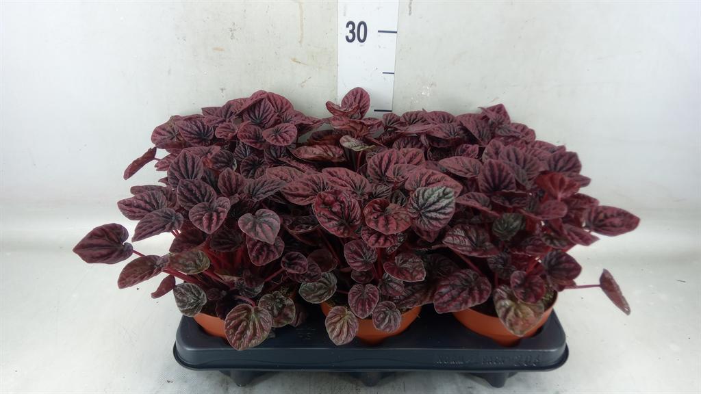 Горшечные цветы и растения оптом Peperomia Caperata   ... от 6шт из Голландии с доставкой по России