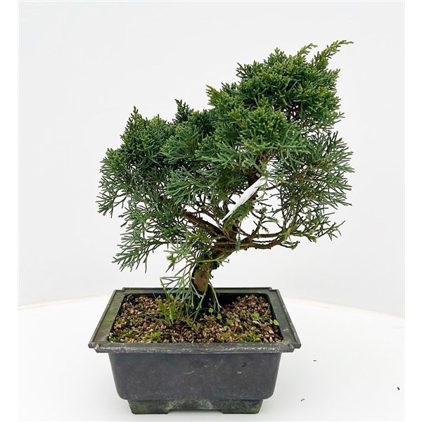 Горшечные цветы и растения оптом Bonsai Juniperus Chinensis, 18 Cm, In Trainingpot от 5шт из Голландии с доставкой по России