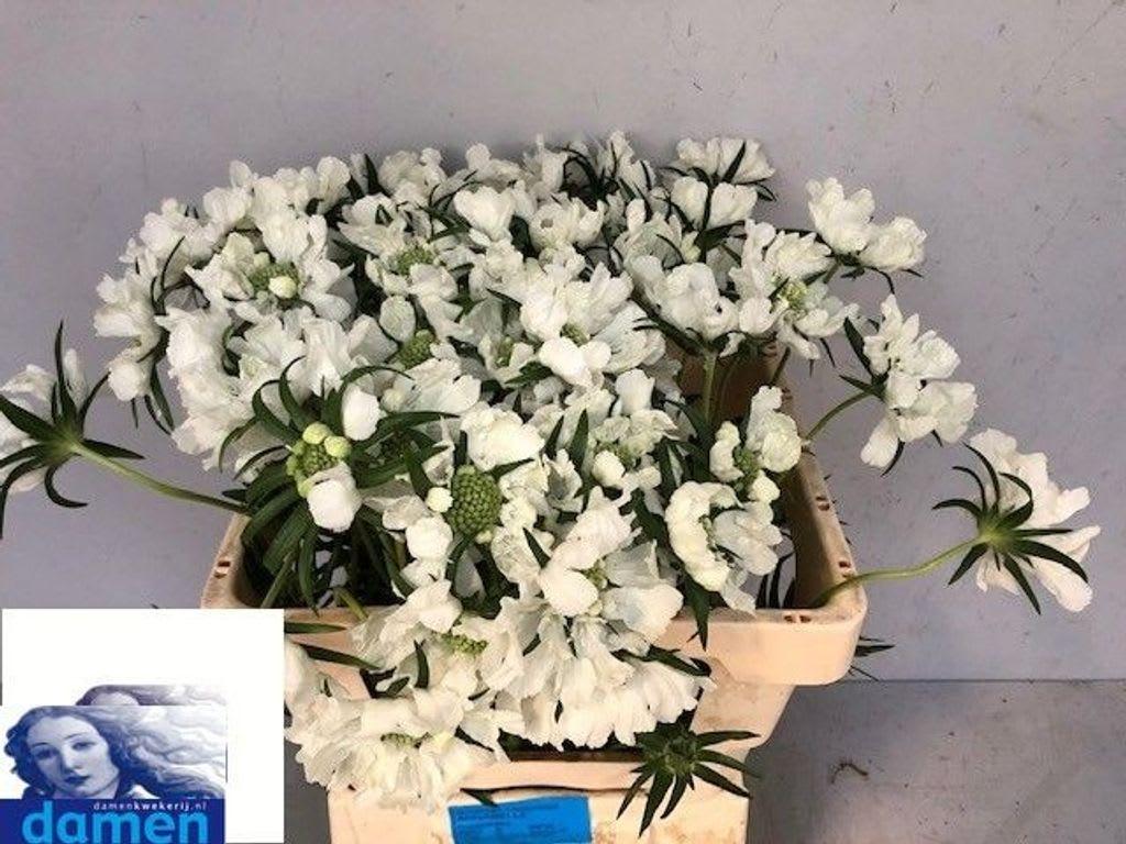 Срезанные цветы оптом Scabiosa annabelle от 60шт из Голландии с доставкой по России