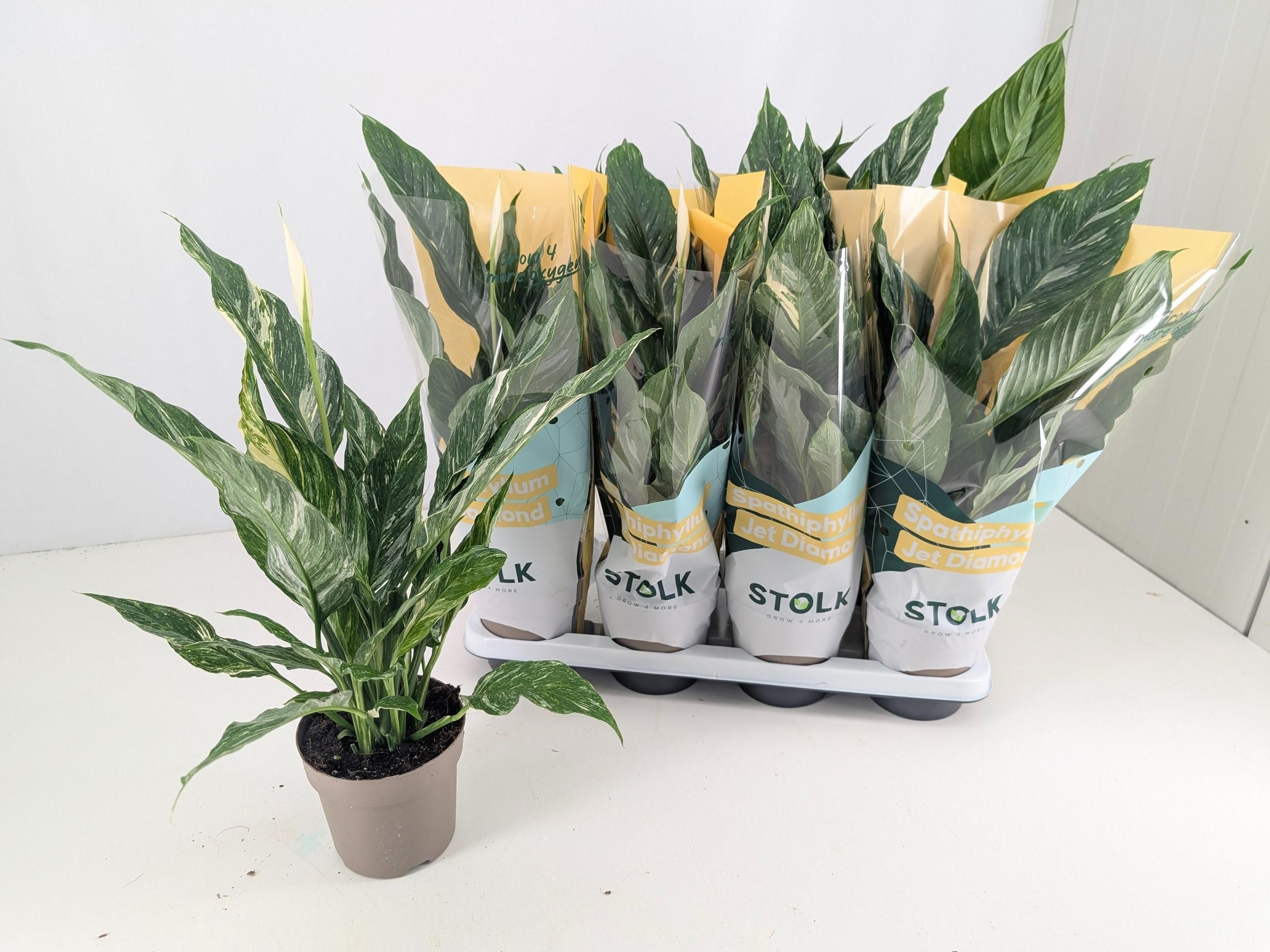 Горшечные цветы и растения оптом Spath Diamond от 8шт из Голландии с доставкой по России