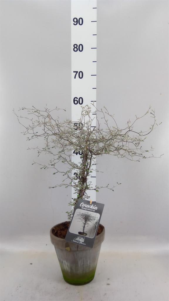 Горшечные цветы и растения оптом Corokia Cotoneaster от 3шт из Голландии с доставкой по России