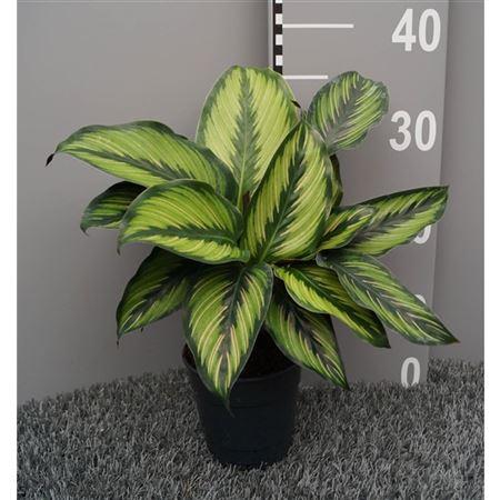 Горшечные цветы и растения оптом Calathea Pinstripe от 6шт из Голландии с доставкой по России
