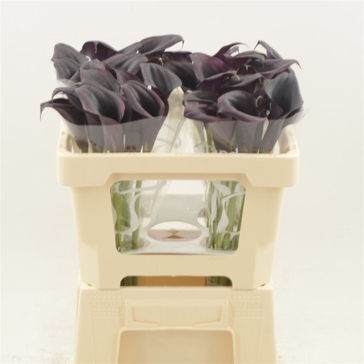 Срезанные цветы оптом Zantedeschia odessa от 40шт из Голландии с доставкой по России