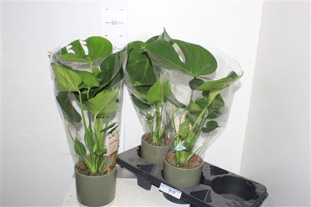 Горшечные цветы и растения оптом Monstera Deliciosa In Keramiek Pot от 3шт из Голландии с доставкой по России
