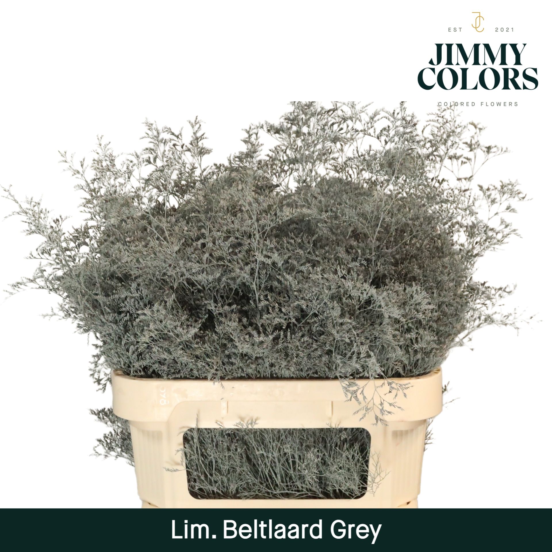 Срезанные цветы оптом Limonium beltlaard paint grey от 25шт из Голландии с доставкой по России