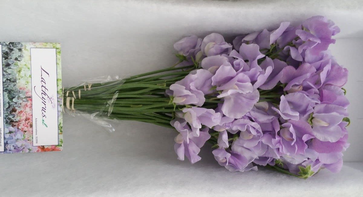 Срезанные цветы оптом Lathyrus winter sunshine lavendel от 100шт. из Голландии с доставкой по России
