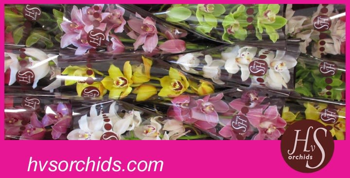 Срезанные цветы оптом Cymbidium mix от 12шт... из Голландии с доставкой по России