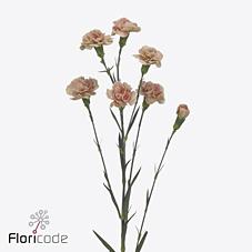 Срезанные цветы оптом Dianthus sp brown sugar от 100шт из Голландии с доставкой по России