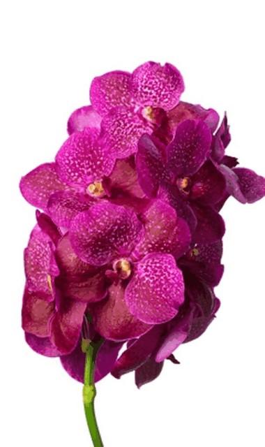Срезанные цветы оптом Vanda fuchsia magic от 16шт из Голландии с доставкой по России