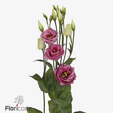 Срезанные цветы оптом Lisianthus do rosita pink от 140шт из Голландии с доставкой по России