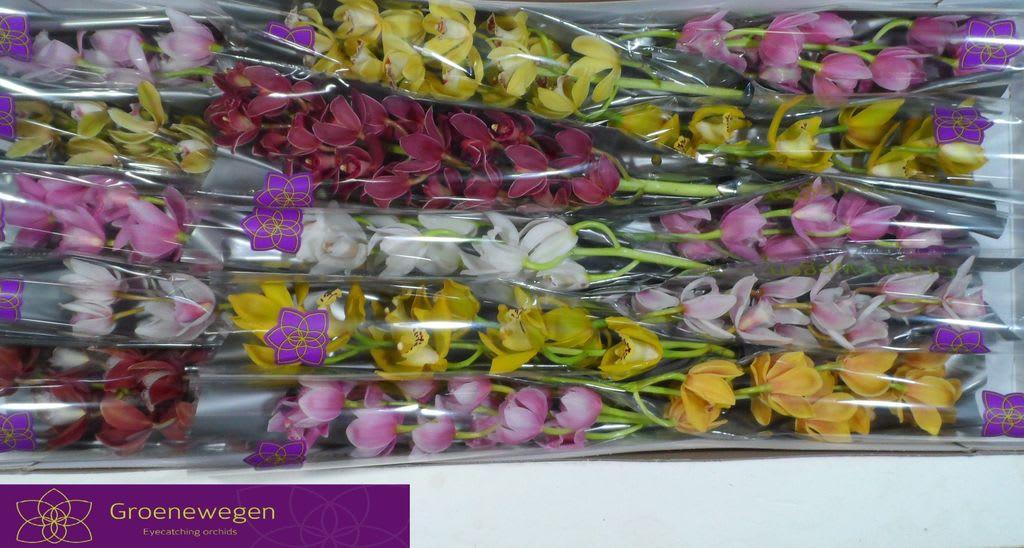 Срезанные цветы оптом Minicymbidium mix от 15шт... из Голландии с доставкой по России