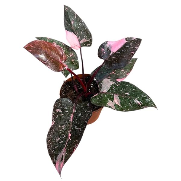 Горшечные цветы и растения оптом Philodendron Pink Princess Marble от 8шт из Голландии с доставкой по России