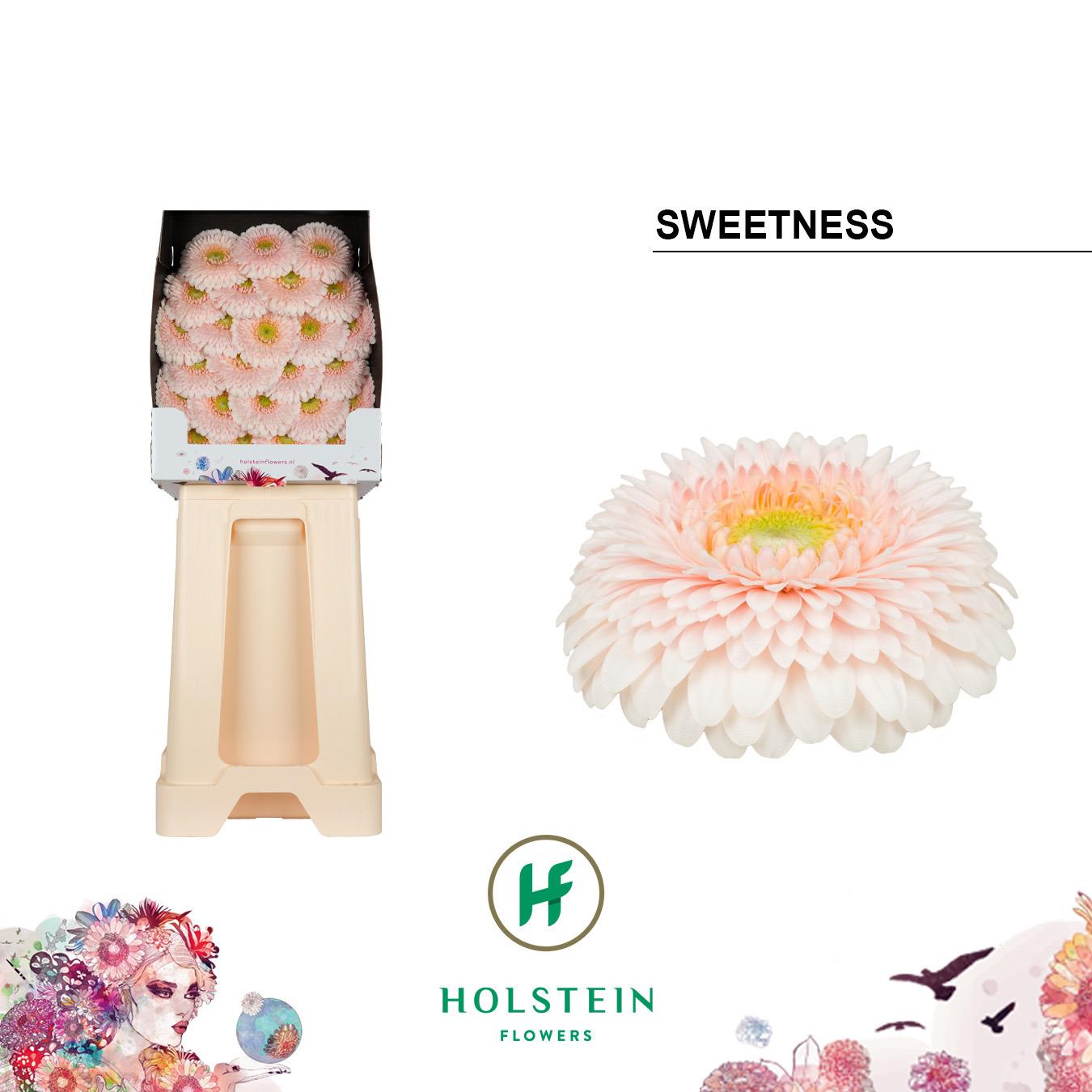 Срезанные цветы оптом Germini diamond gerponi sweetness от 75шт из Голландии с доставкой по России