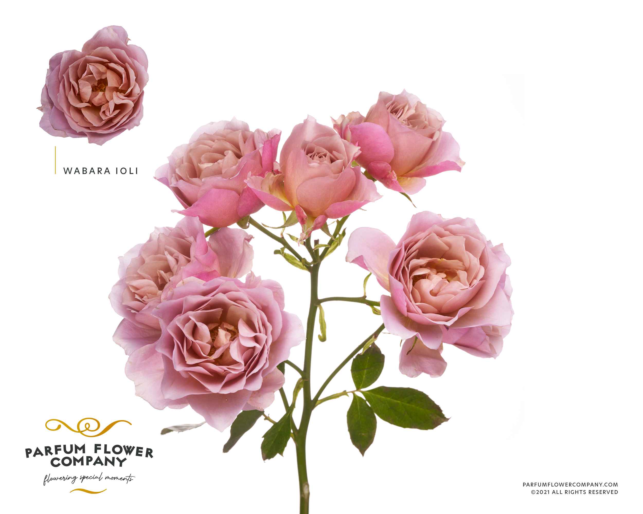 Срезанные цветы оптом Rosa la garden wabara loli от 12шт. из Голландии с доставкой по России