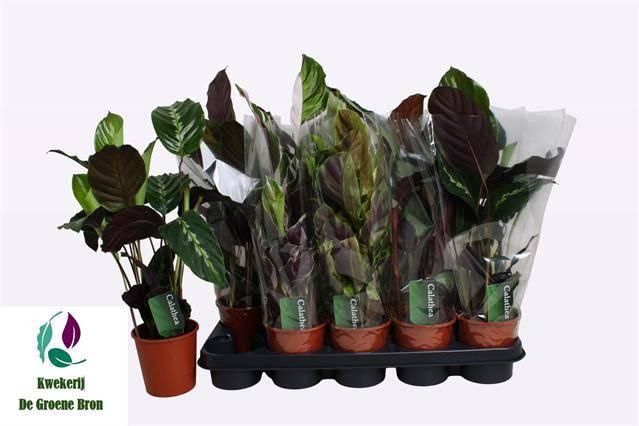 Горшечные цветы и растения оптом Calat Gem 3 Srt от 10шт из Голландии с доставкой по России