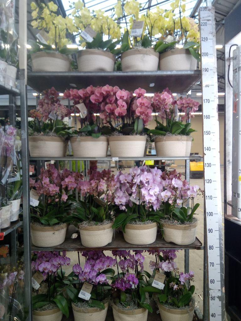 Горшечные цветы и растения оптом Phalaenopsis   ...mix от 1шт из Голландии с доставкой по России