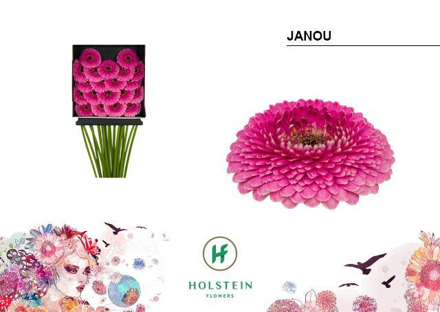 Срезанные цветы оптом Germini diamond gerponi janou от 20шт из Голландии с доставкой по России