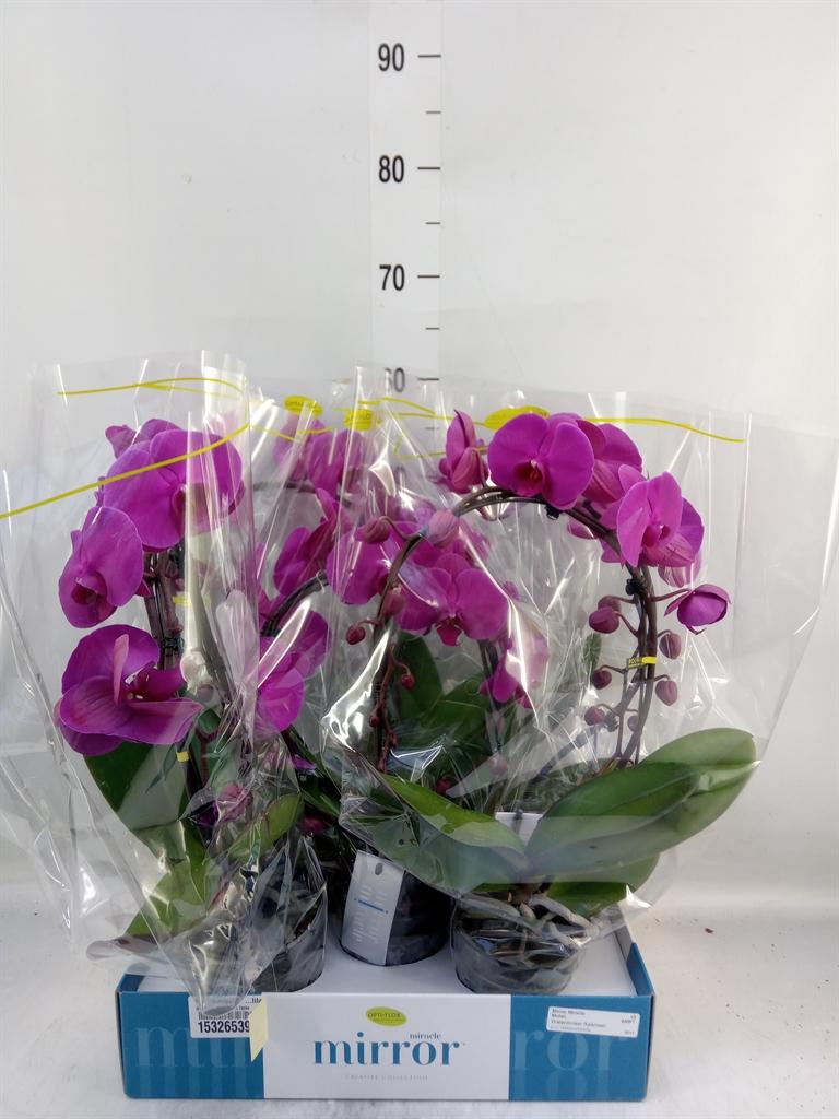 Горшечные цветы и растения оптом Phalaenopsis   ...lilac от 5шт из Голландии с доставкой по России