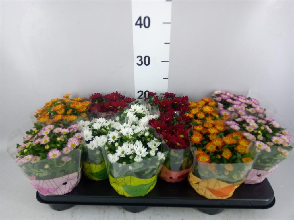 Горшечные цветы и растения оптом Chrysanthemum swifty ...mix от 12шт из Голландии с доставкой по России