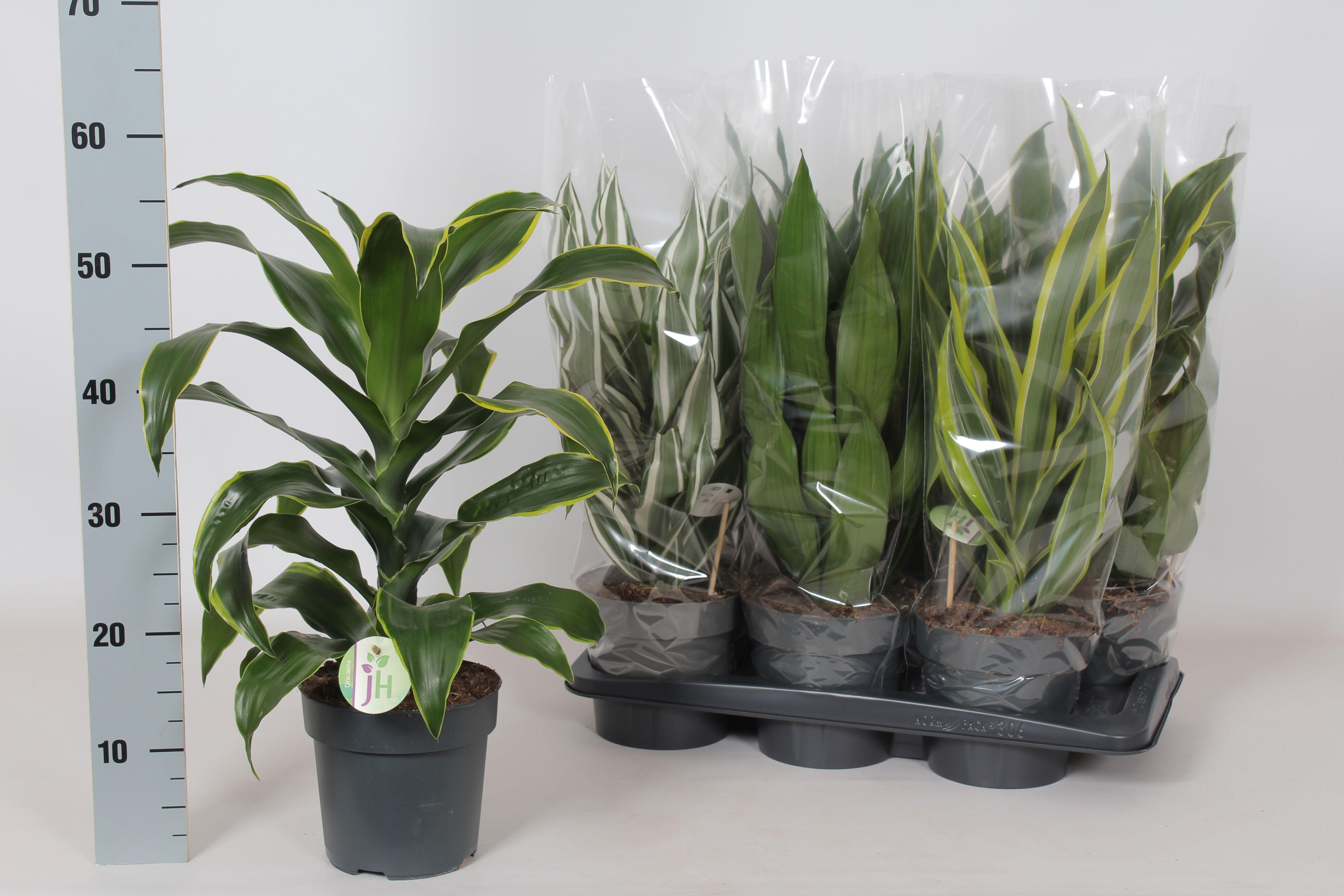 Горшечные цветы и растения оптом Dra Frag Gem 3 Srt от 6шт из Голландии с доставкой по России